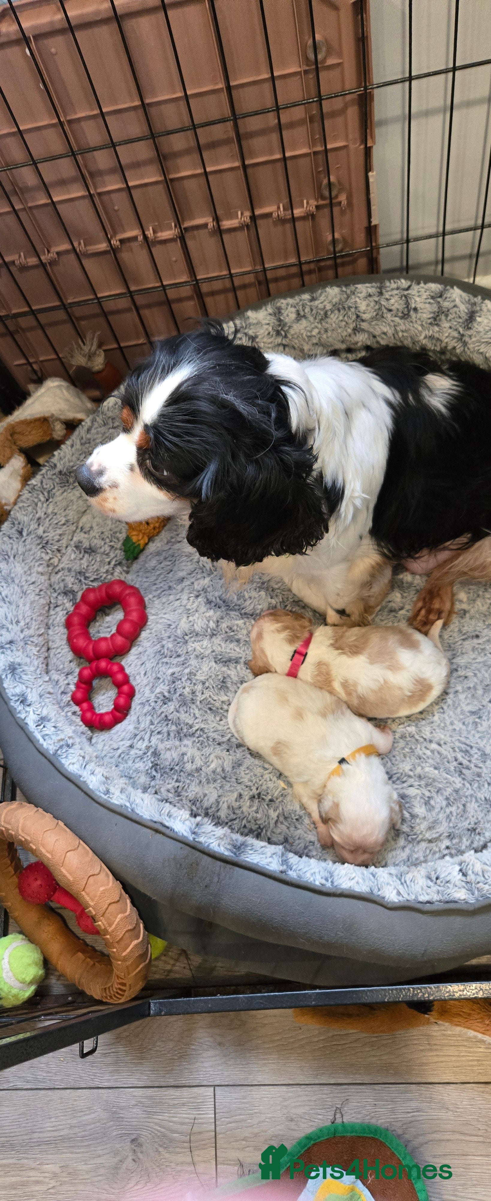 Cavachon dogs Cute cavachons - Advert 1