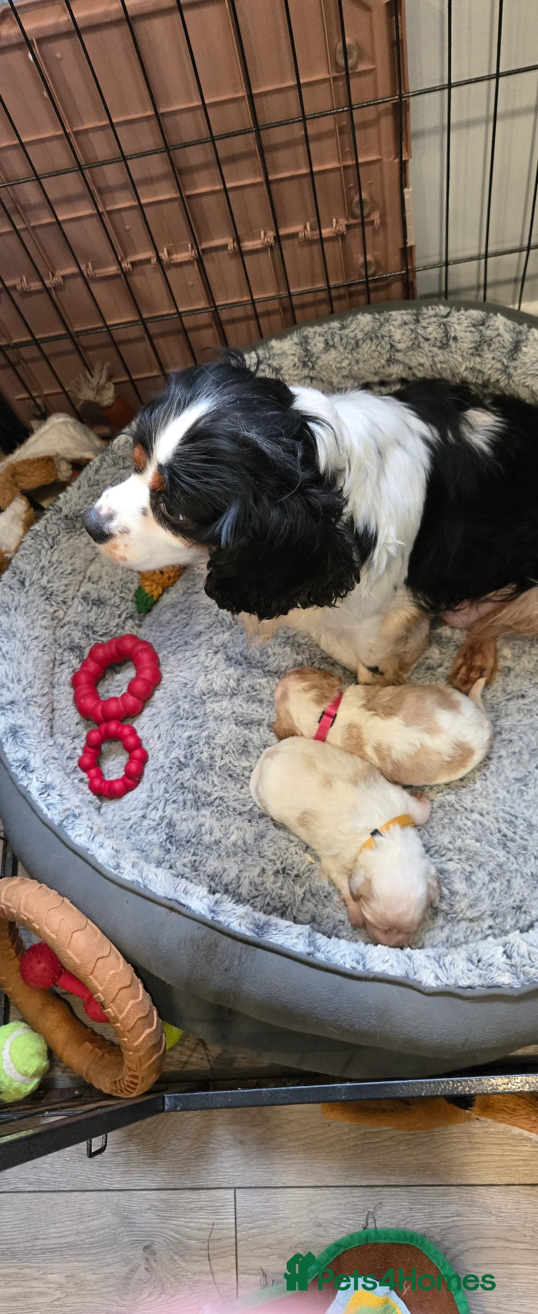 Cavachon dogs for sale: Cute cavachons - Advert 1