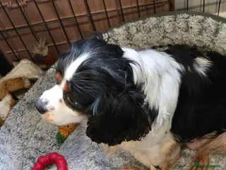 Cavachon dogs Cute cavachons - Advert 1