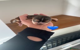 Cocker Spaniel dogs for sale: Stunning KC show cocker spaniels  - Image 27