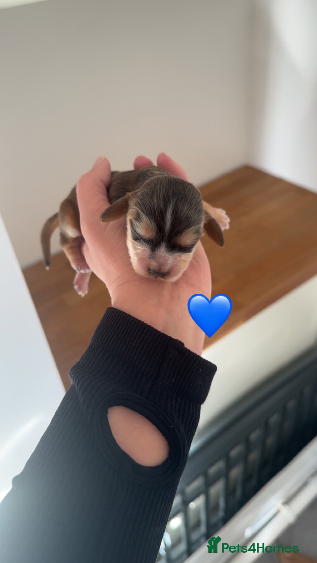 Cocker Spaniel dogs for sale: Stunning KC show cocker spaniels  - Image 27