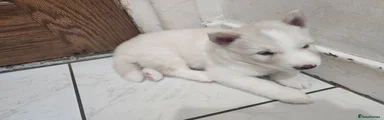 Siberian Husky 5