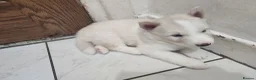 Siberian Husky dogs for sale: ​🐾STUNNING Siberian Husky Puppies💎Blue eyes🐾🐾 - Advert 4