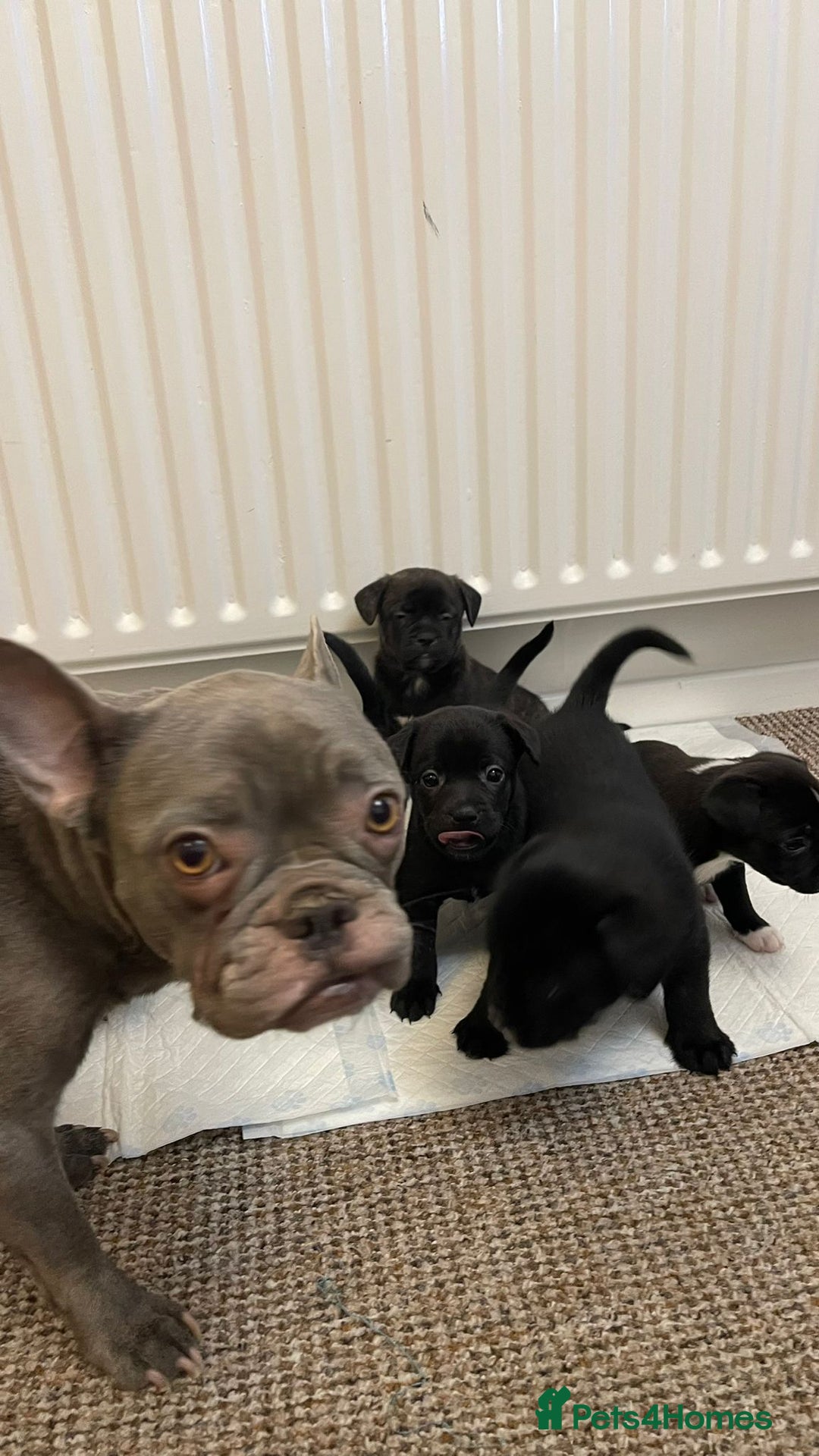 Mixed Breed dogs for sale: French bulldog mixt  - Advert 1