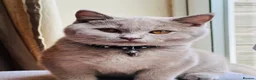 British Shorthair cats for sale: LILAC Male Kitten ( 5 Months Old) - Rehoming - Advert 3