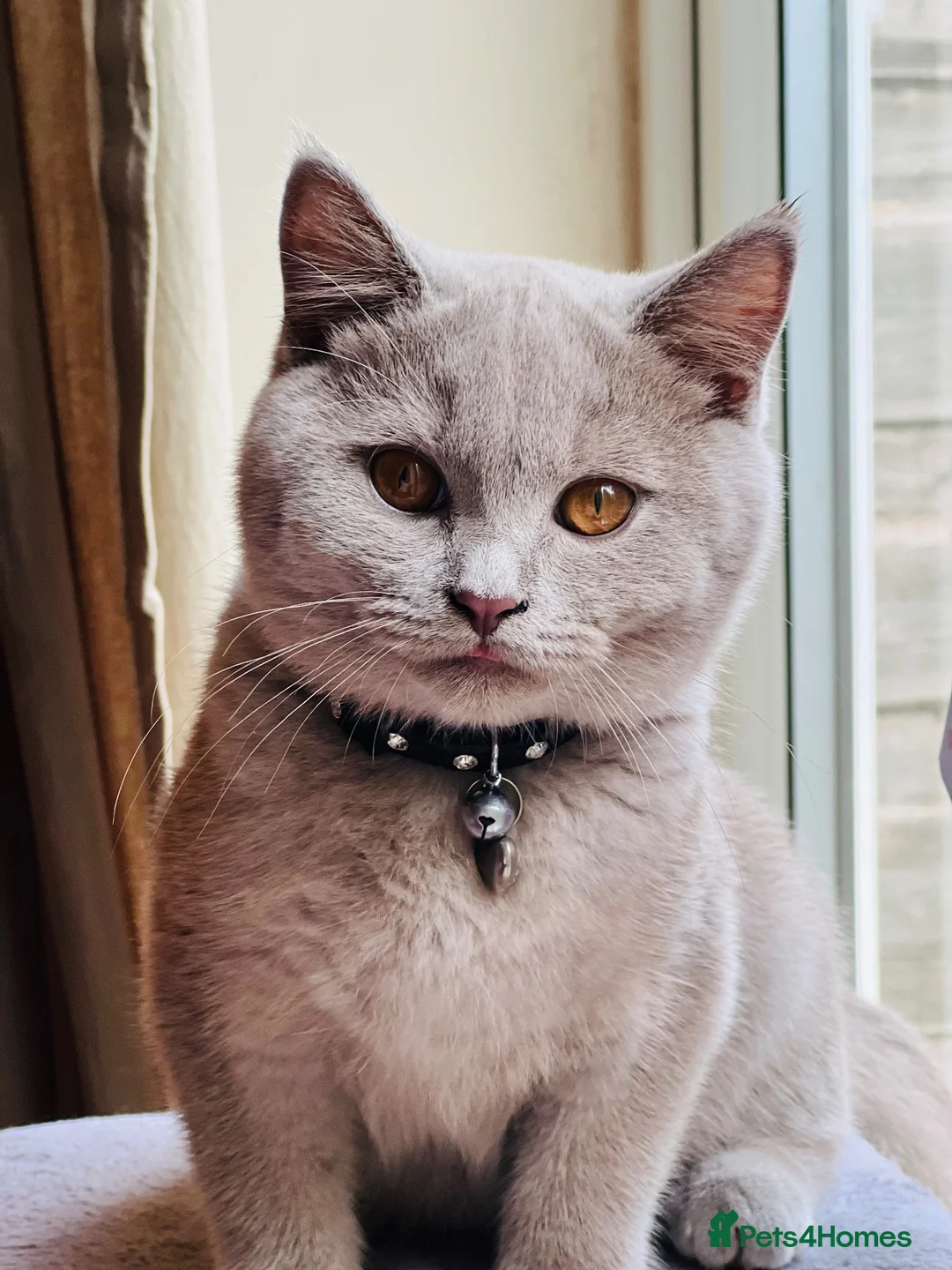 British Shorthair cats for sale: LILAC Male BSH Kitten (7 Months Old) - Advert 1
