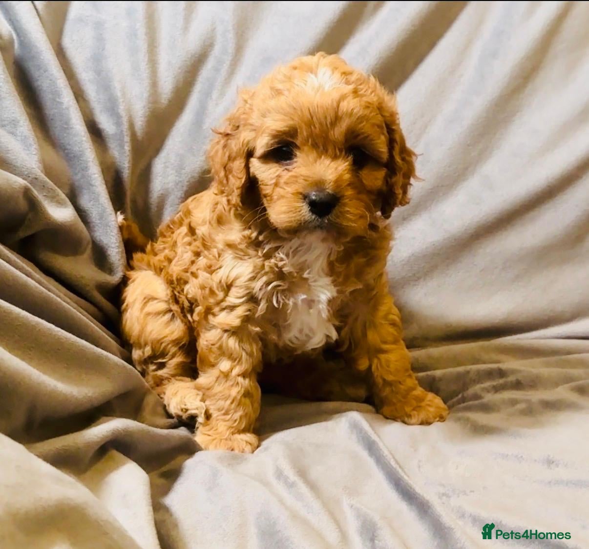 Cavapoo dogs for sale: Cavapoos Extensive DNA & Heart tested in Stockton-on-Tees - Advert 9