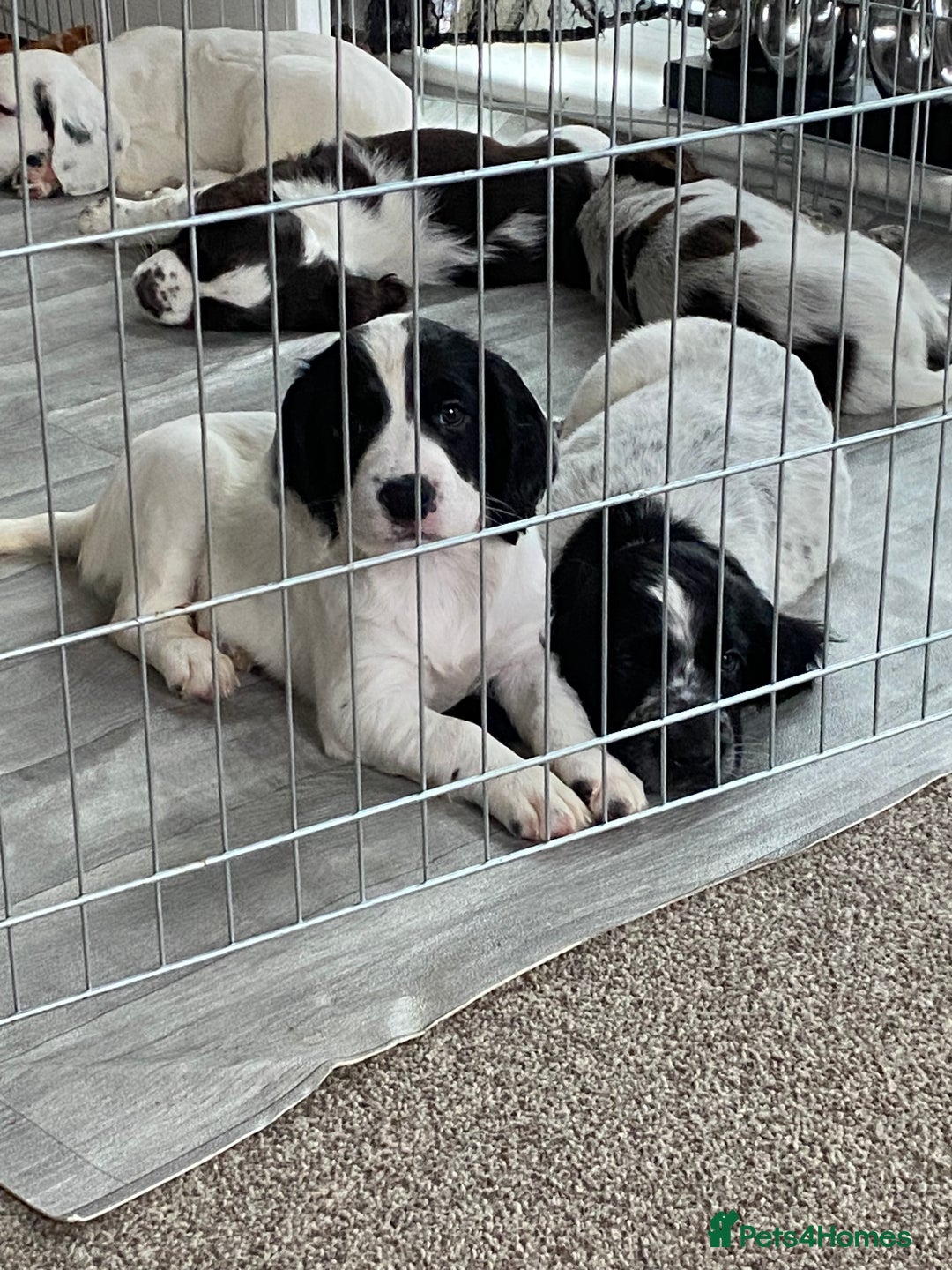 Sprocker dogs for sale: Sprocker spaniel  - Advert 6