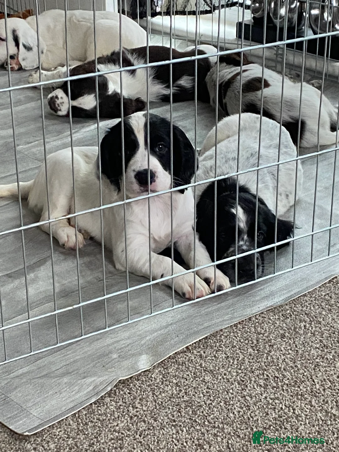 Sprocker dogs for sale: Sprocker spaniel  - Advert 6