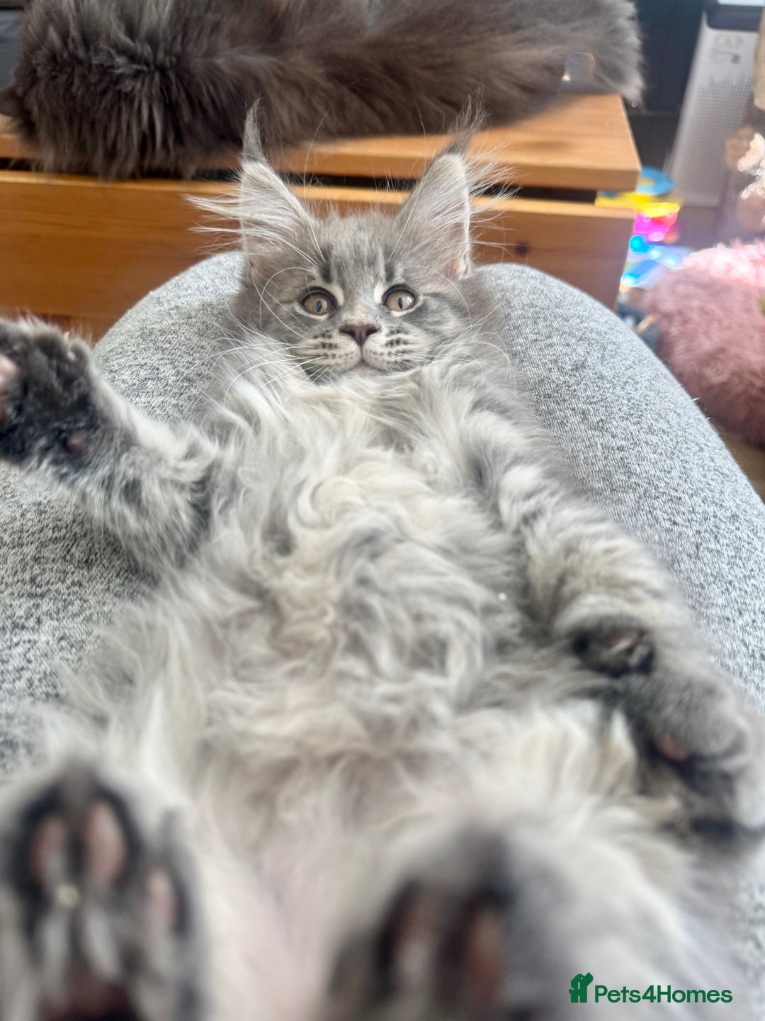 Maine Coon cats for sale: Champions- Bloodline Purebred Maine Coon Kittens  - Advert 6