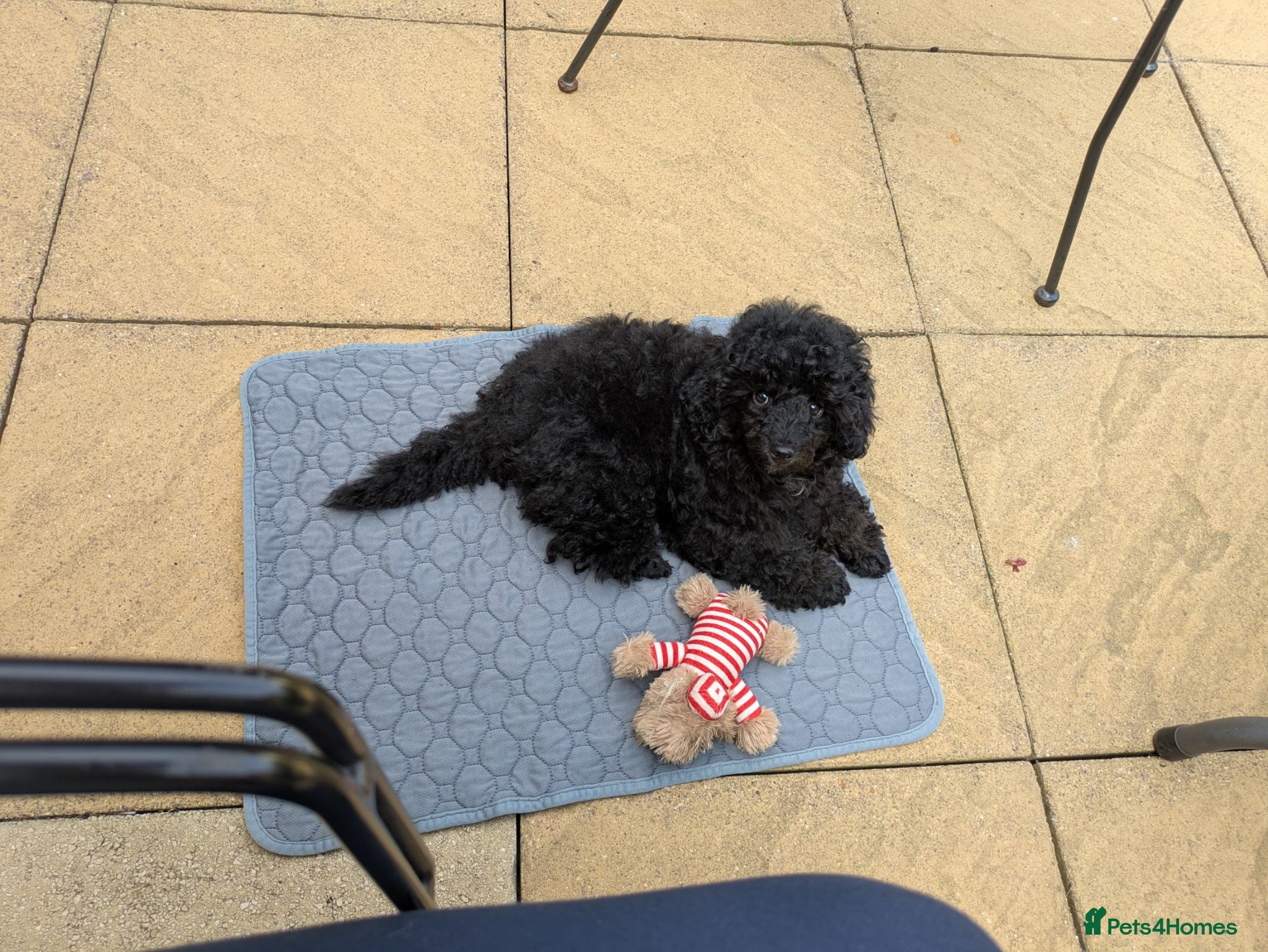 Toy Poodle dogs Toy poodle girls KC , fully vac 14 weeks old  - Advert 2