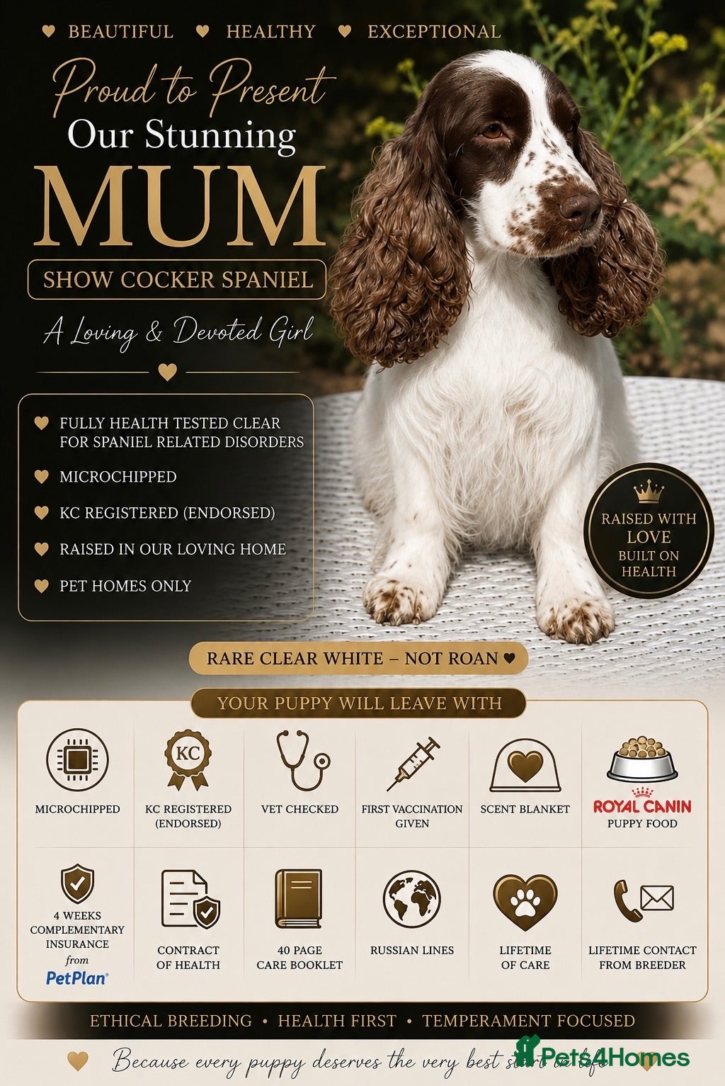 Cocker Spaniel dogs Stunning unique show cockers  - Advert 2