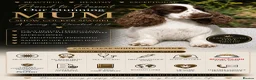 Cocker Spaniel dogs for sale: Stunning unique show cockers  - Advert 2