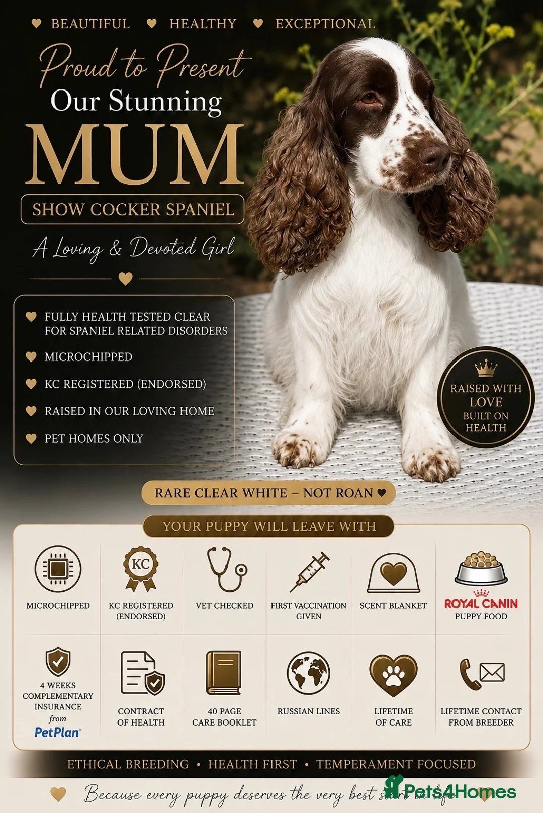 Cocker Spaniel dogs for sale: Stunning unique show cockers  - Advert 2