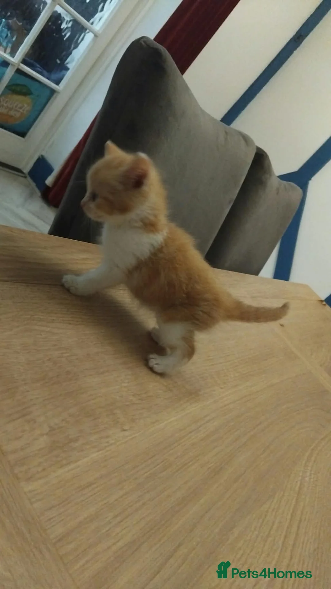 Mixed Breed cats for sale: 1 male and 2 female ginger kittens  - Advert 2