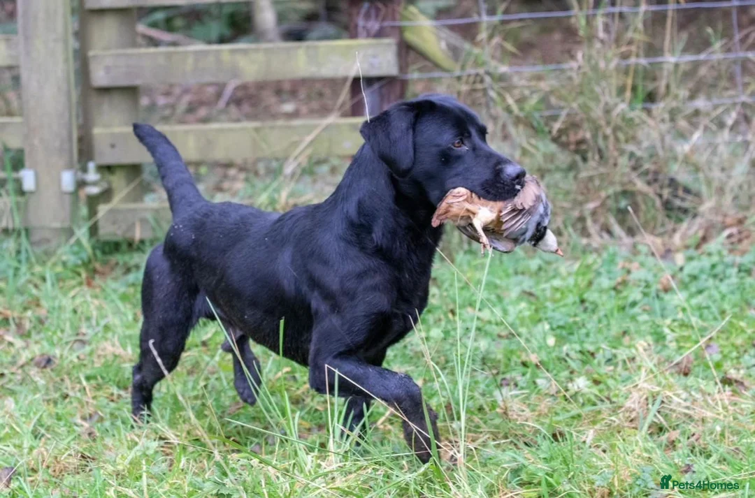 Labrador Retriever dogs for sale: Outstanding Labrador Puppies KC registered Hips - Advert 17