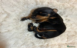 Miniature Pinscher dogs for sale: Gorgeous MinPin Puppies-Ready from 8th Dec! - Advert 11