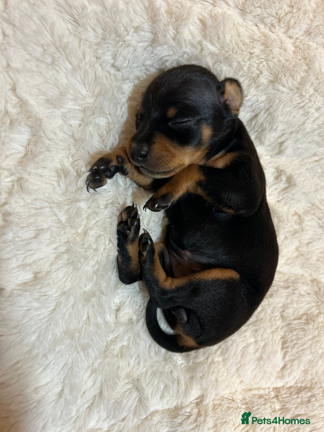 Miniature Pinscher dogs for sale: Gorgeous MinPin Puppies-Ready from 8th Dec! - Advert 11