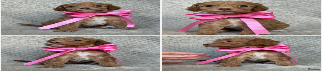 Cockerpoo x Cavapoochon Puppy - Female