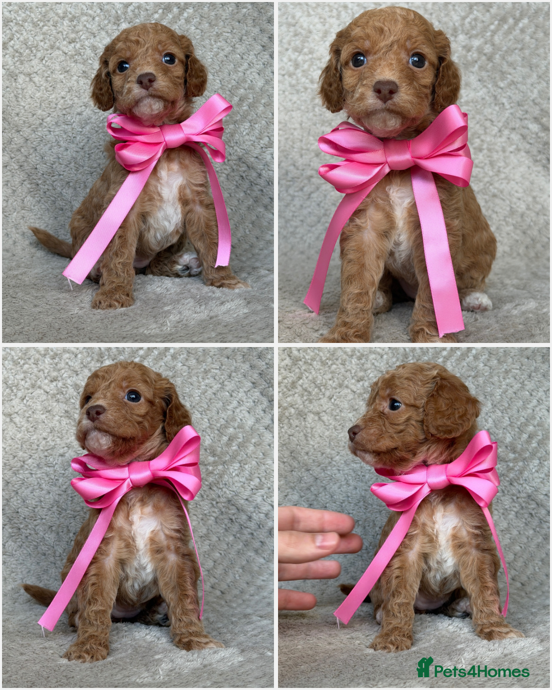 Mixed Breed dogs for sale: Cockapoo x Cavapoochon puppies 🐶 - Image 5