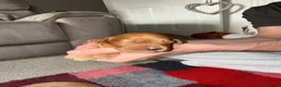 Cockerdor dogs for sale: FOX RED COCKERDOR PUPS - Advert 5
