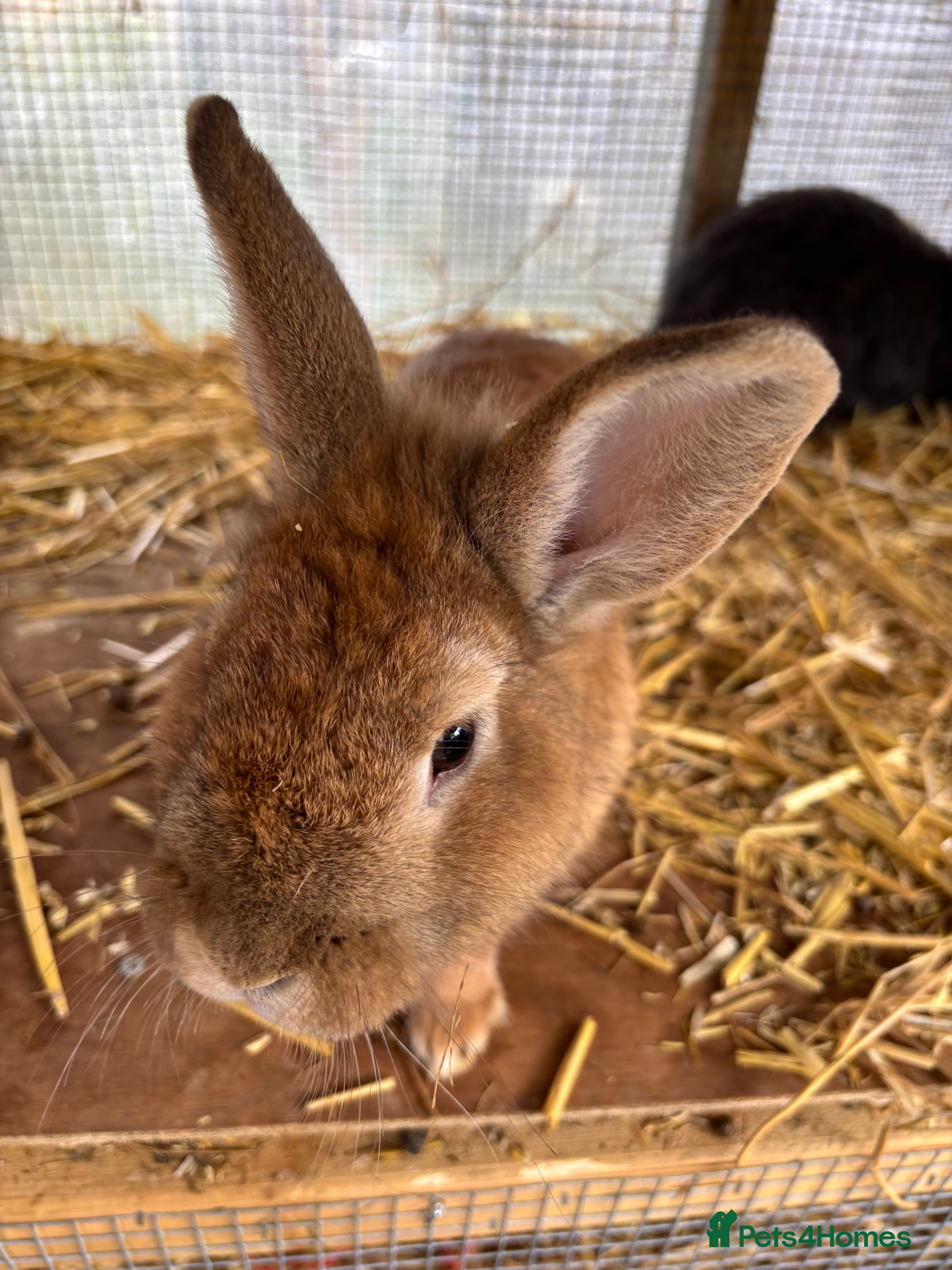 Lionhead rabbits Lionhead mix breed rabbit - Advert 1