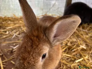 Lionhead rabbits Lionhead mix breed rabbit - Advert 2