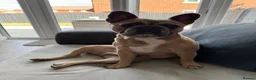 French Bulldog dogs for sale: 3 year old male French bulldog for sale. in Lincoln - Advert 5