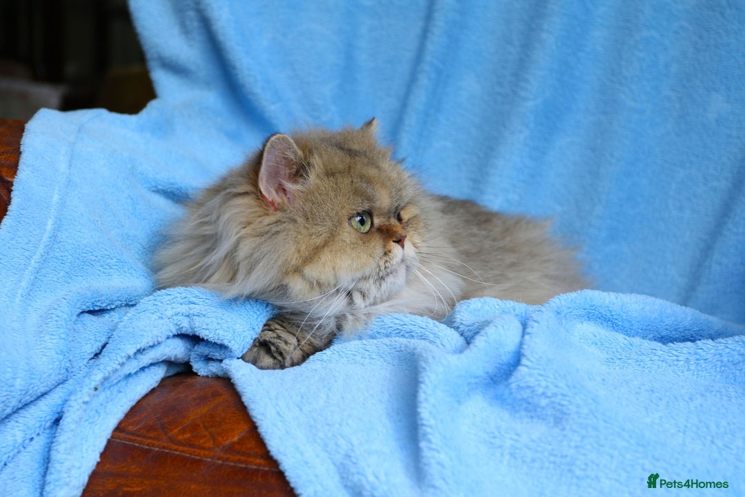 Persian cats for sale: Golden Persian female cat - Image 5