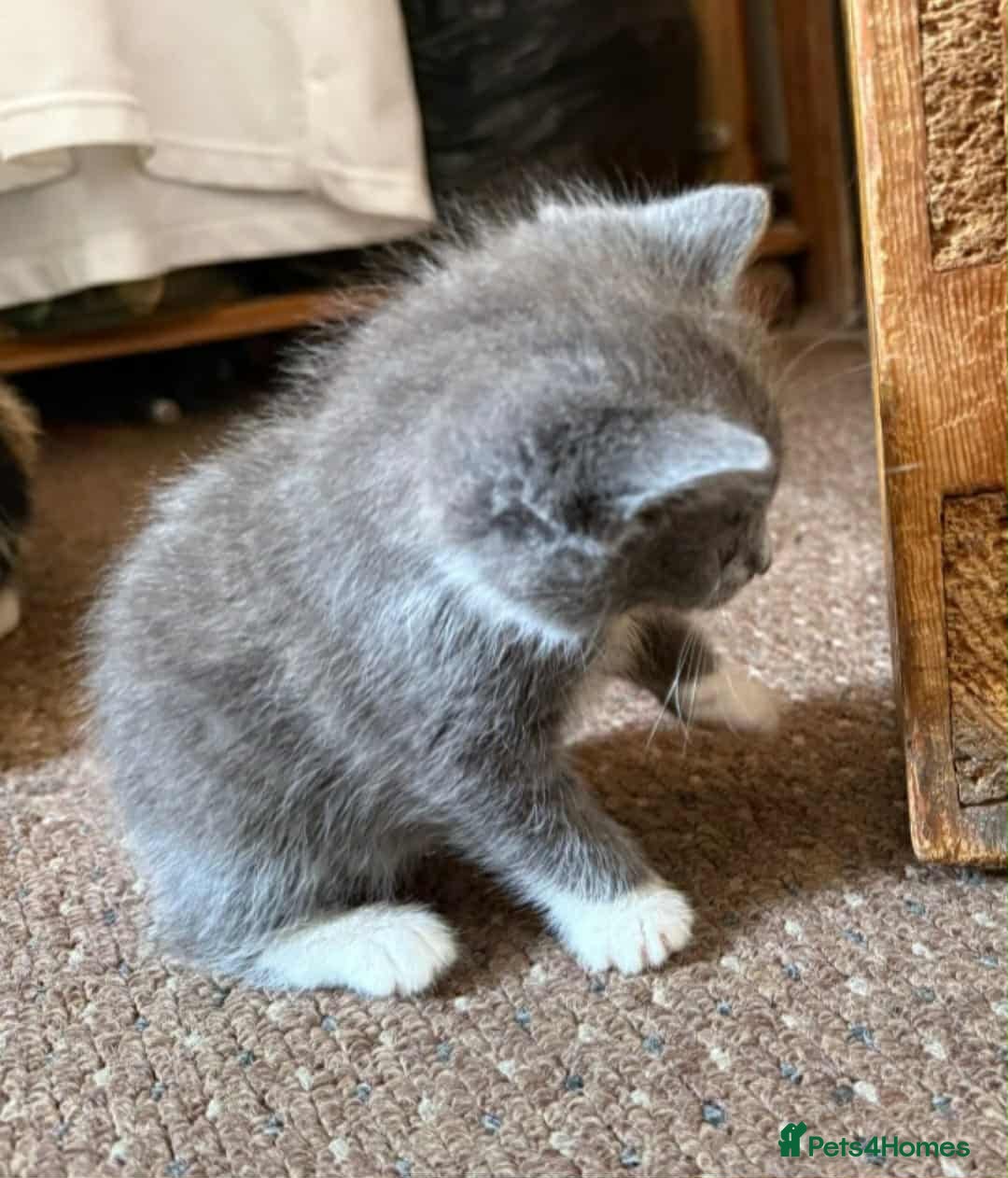 Mixed Breed cats for sale: Mixed breed kittens  - Image 4