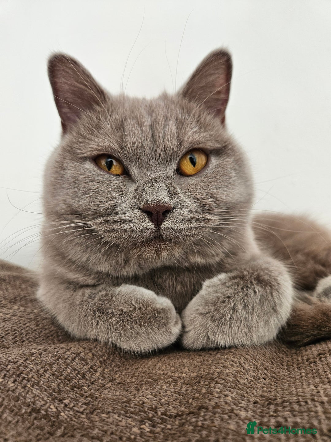 British Shorthair cats for sale: Lilac British Shorthair Girl - 20 mths - Advert 6