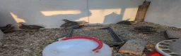 Quail poultry for sale: Coturnix Quail - chicks and adults - Advert 2