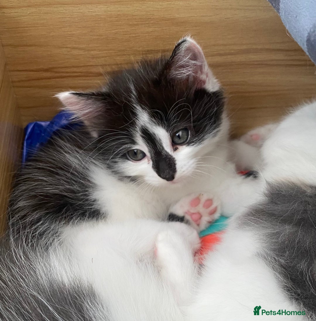 Ragdoll cats for sale: Ragdoll Mix Breed Kittens - Image 3