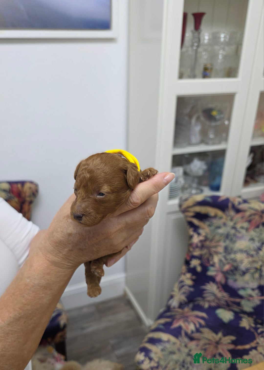 Toy Poodle dogs for sale: Our Beautiful Red little Girls for sale - Image 5