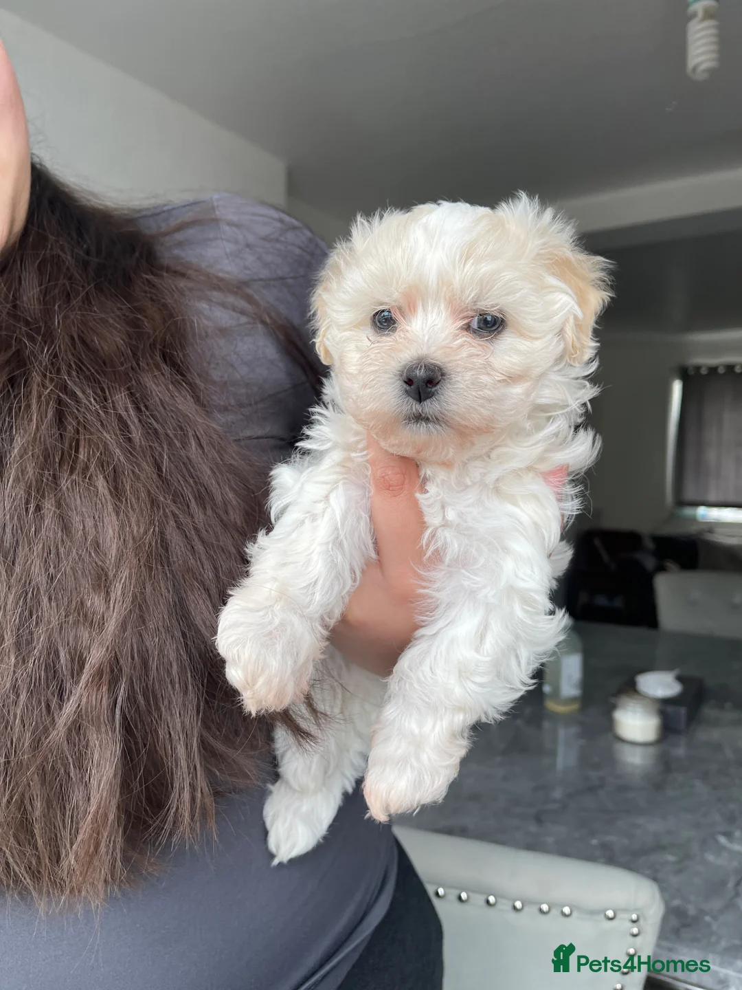 Bichon Frise dogs for sale: 8 weeks Bichon puppy’s available in Oldbury - Advert 2