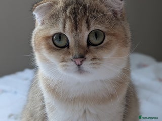 Mixed Breed cats Scottish Fold x Ragdoll Kitten - Advert 1