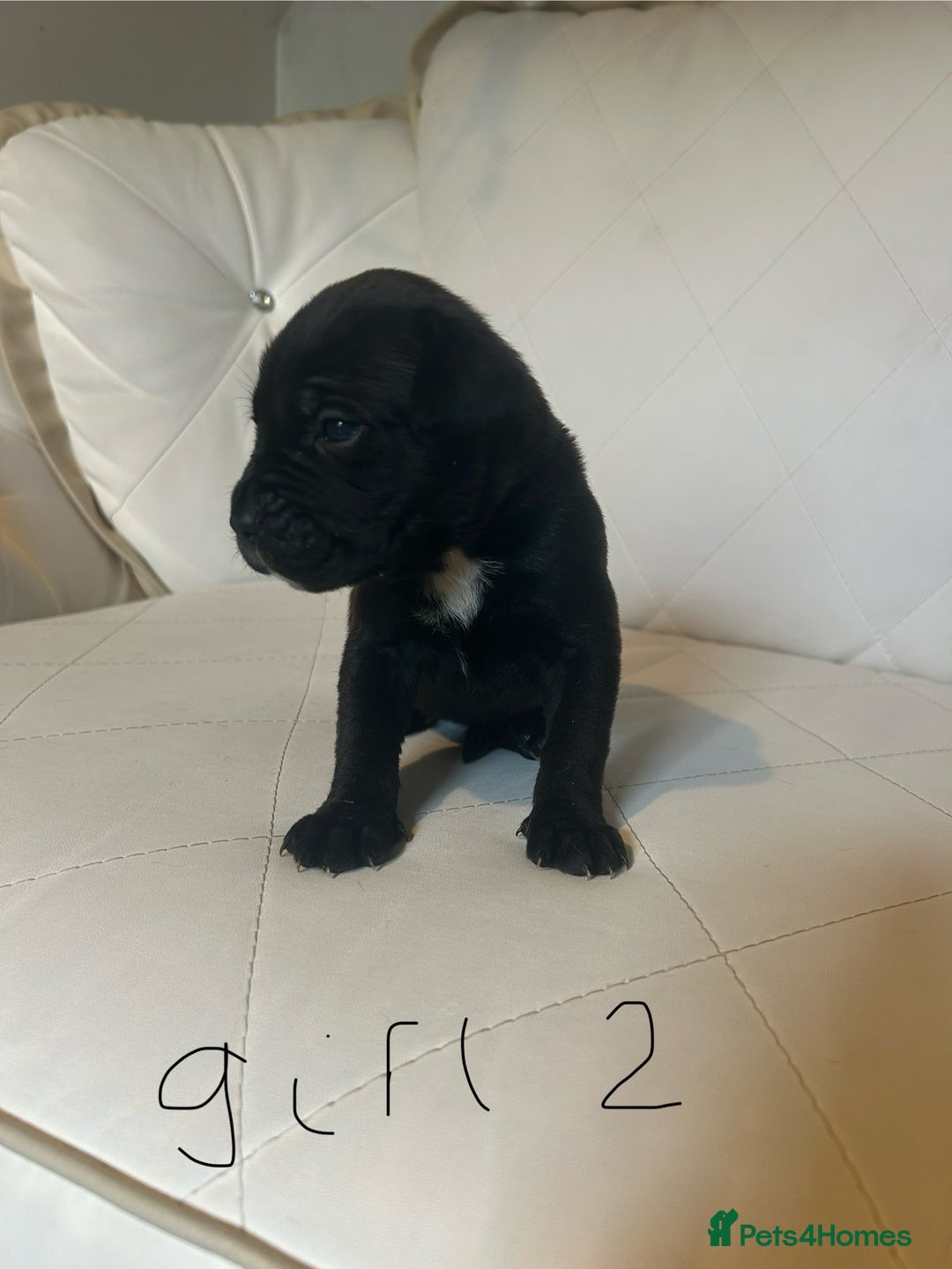 Mixed Breed dogs for sale: Stunning dogue de Bordeaux X cane corso - Image 6