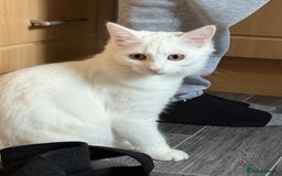 Maine Coon cats for sale: British long hair x mainecoone  - Image 4