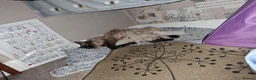 Ragdoll cats for sale: Ragdoll kittens - Advert 4