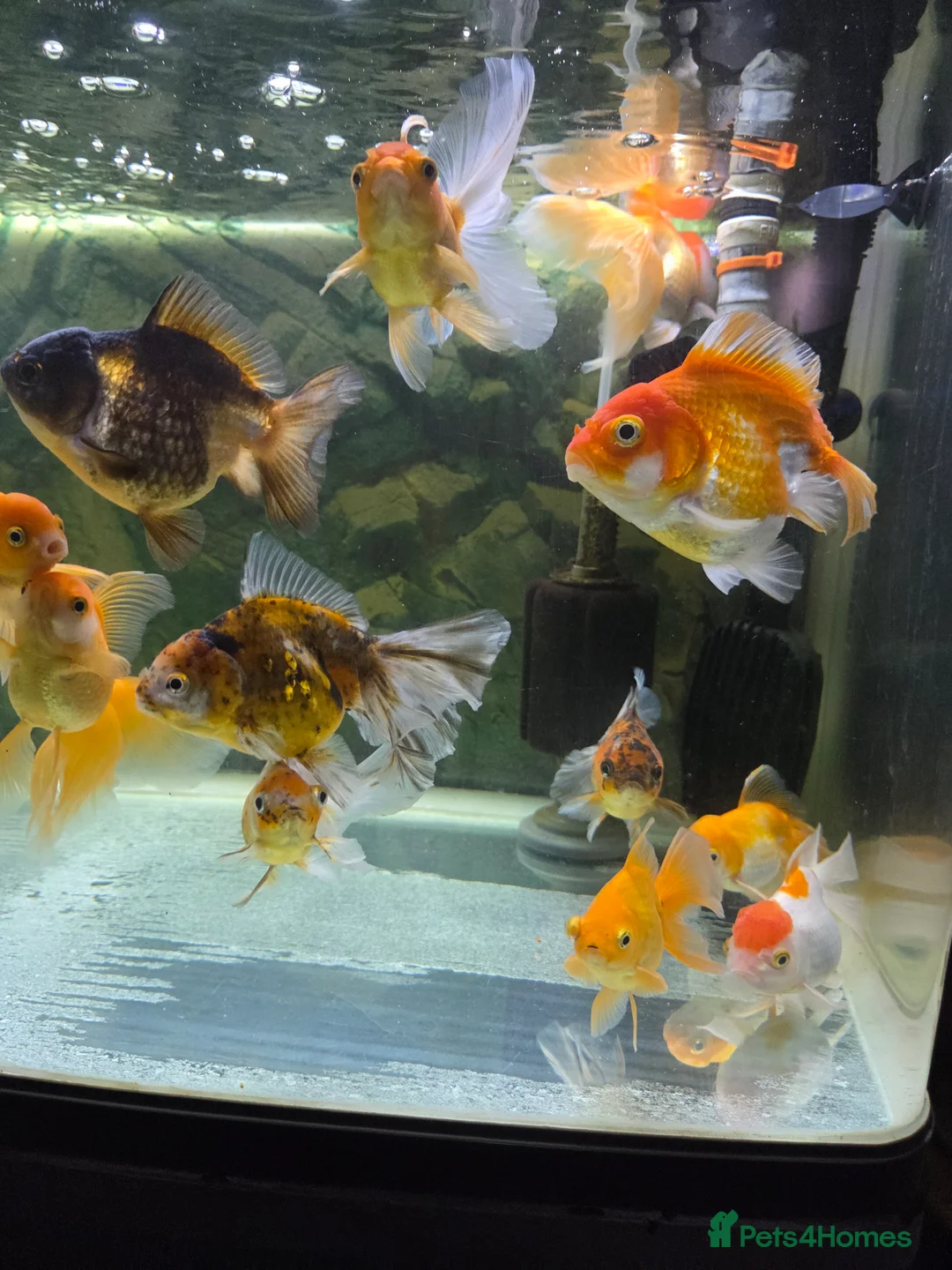 Fancy Goldfish fish for sale: 15 fancy goldfish  in Selkirk - Advert 3