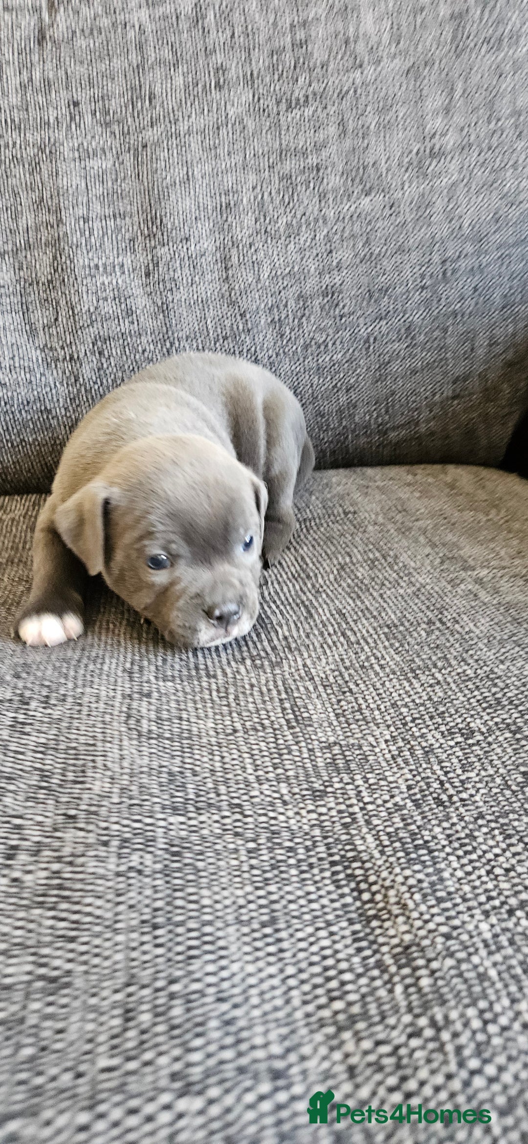 Staffordshire Bull Terrier dogs for sale: Blue&white and white&blue staffie pups - Image 5