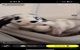Mini Lop rabbits for sale: Mini lop rabbits for sale  - Image 11
