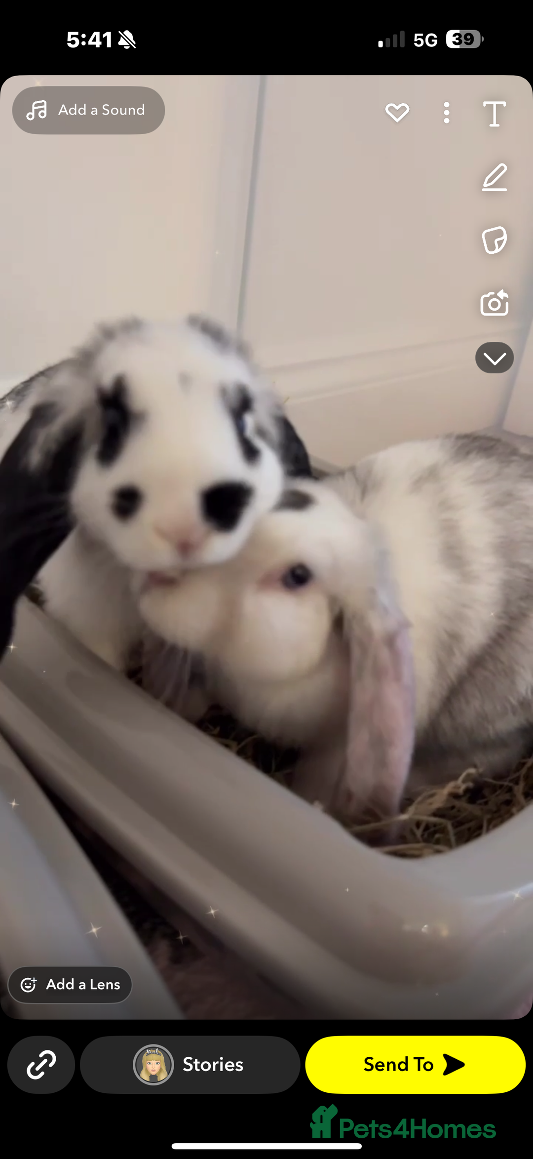 Mini Lop rabbits for sale: Mini lop rabbits for sale  - Image 11