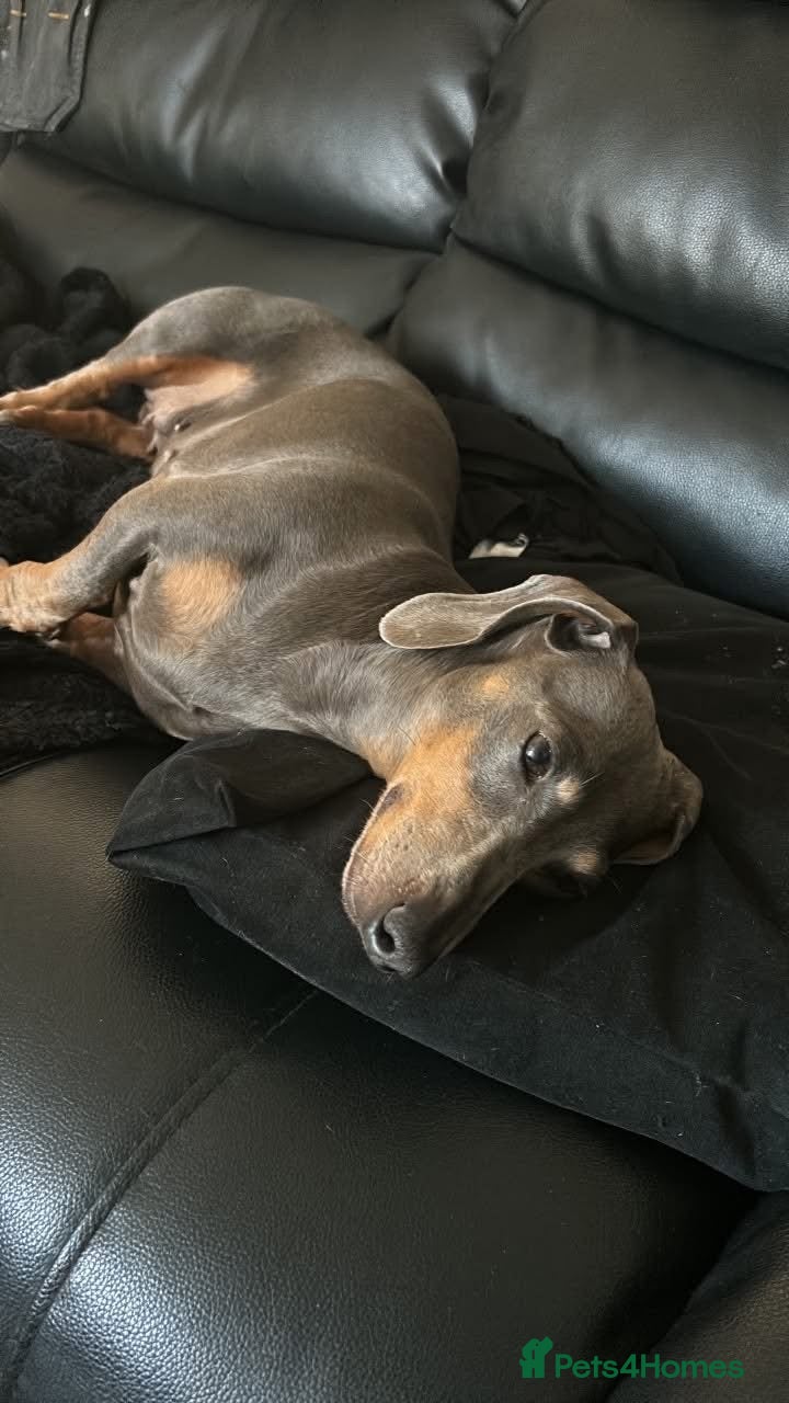 Dachshund dogs Miniature dachshund female. - Advert 2