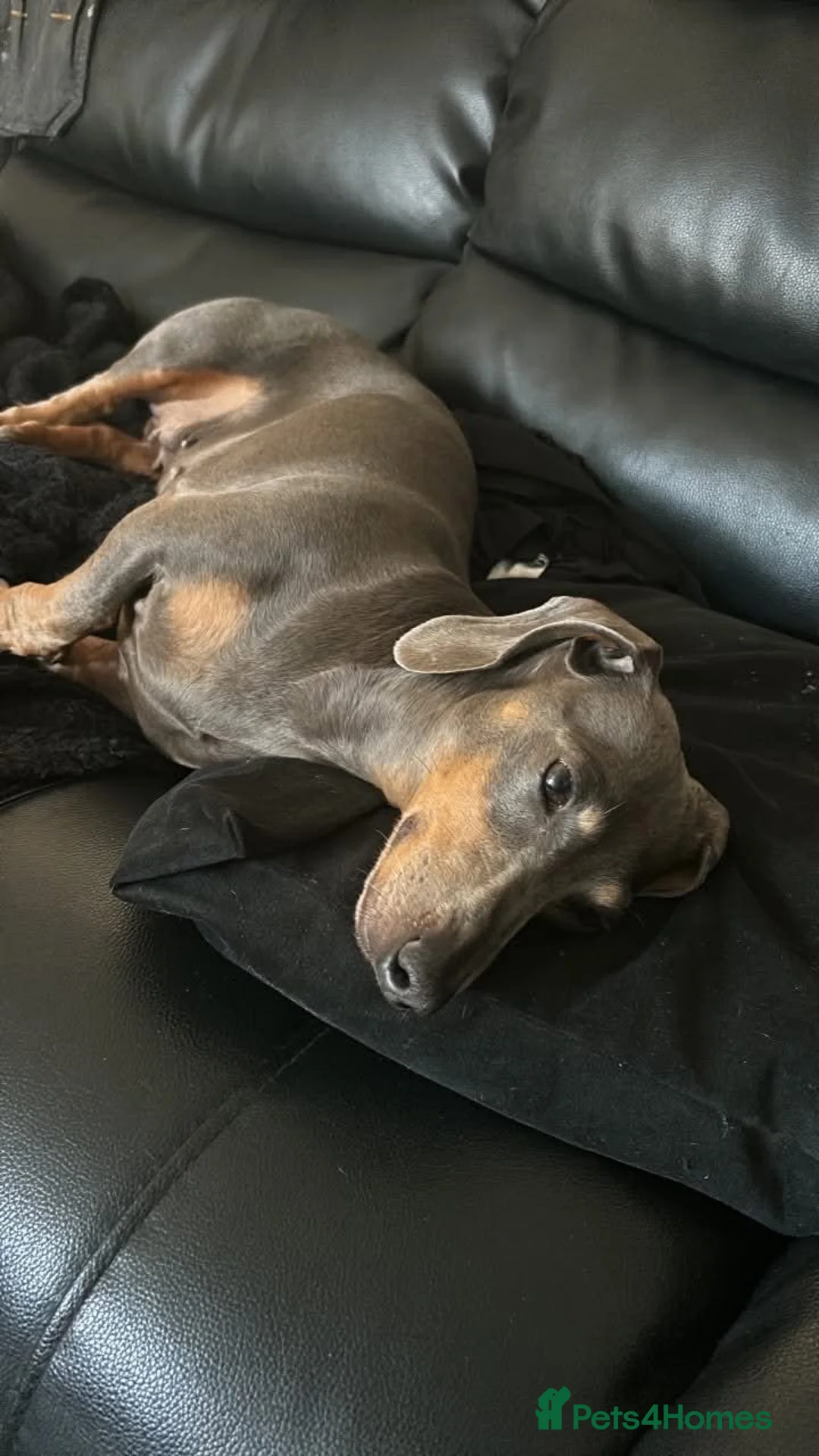 Dachshund dogs for sale: Miniature dachshund female. - Advert 1