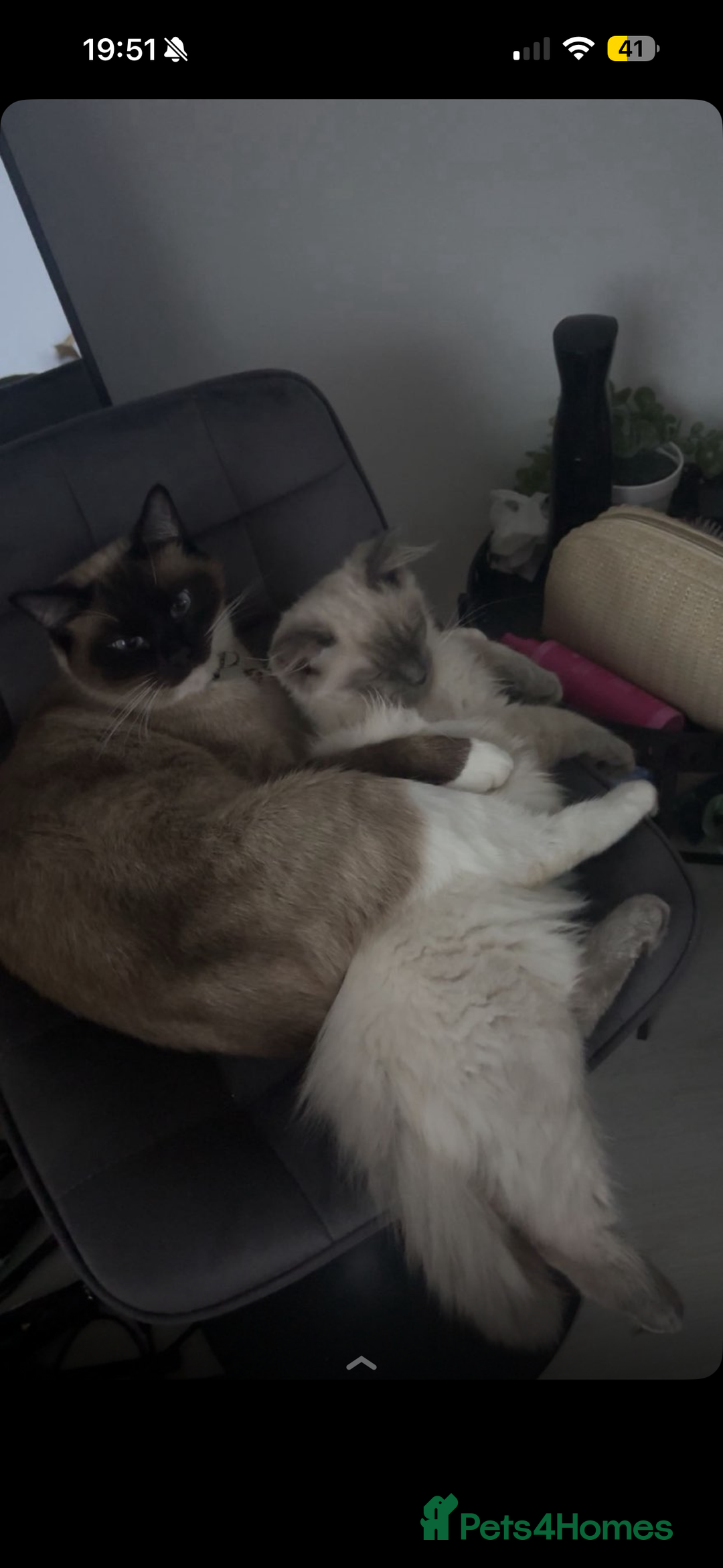 Ragdoll cats for sale: Ragdoll Kitten  - Advert 7