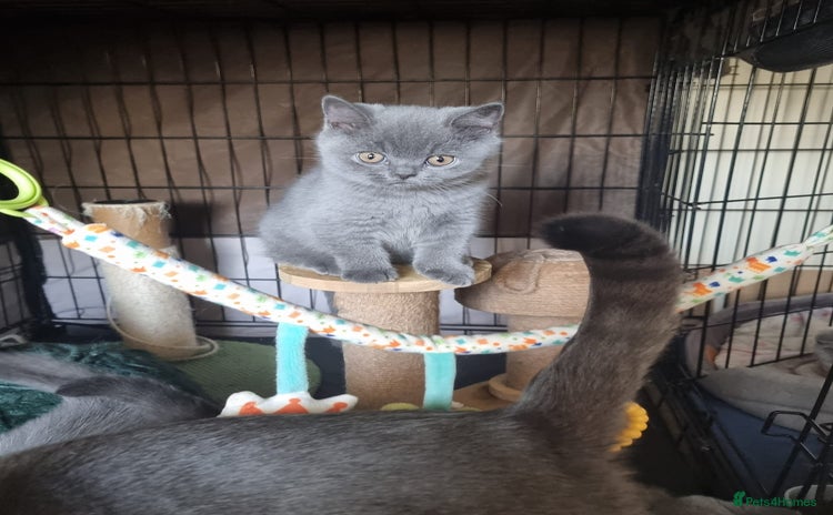 British Shorthair cats - Advert 9