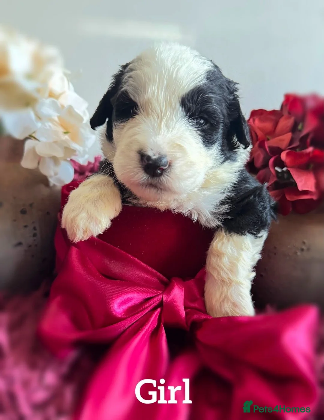 Mixed Breed dogs for sale:  old english sheepdog x bernese mountain dog puppy - Advert 2