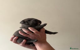 Staffordshire Bull Terrier dogs for sale: Blue Staffordshire bull terriers - Image 9