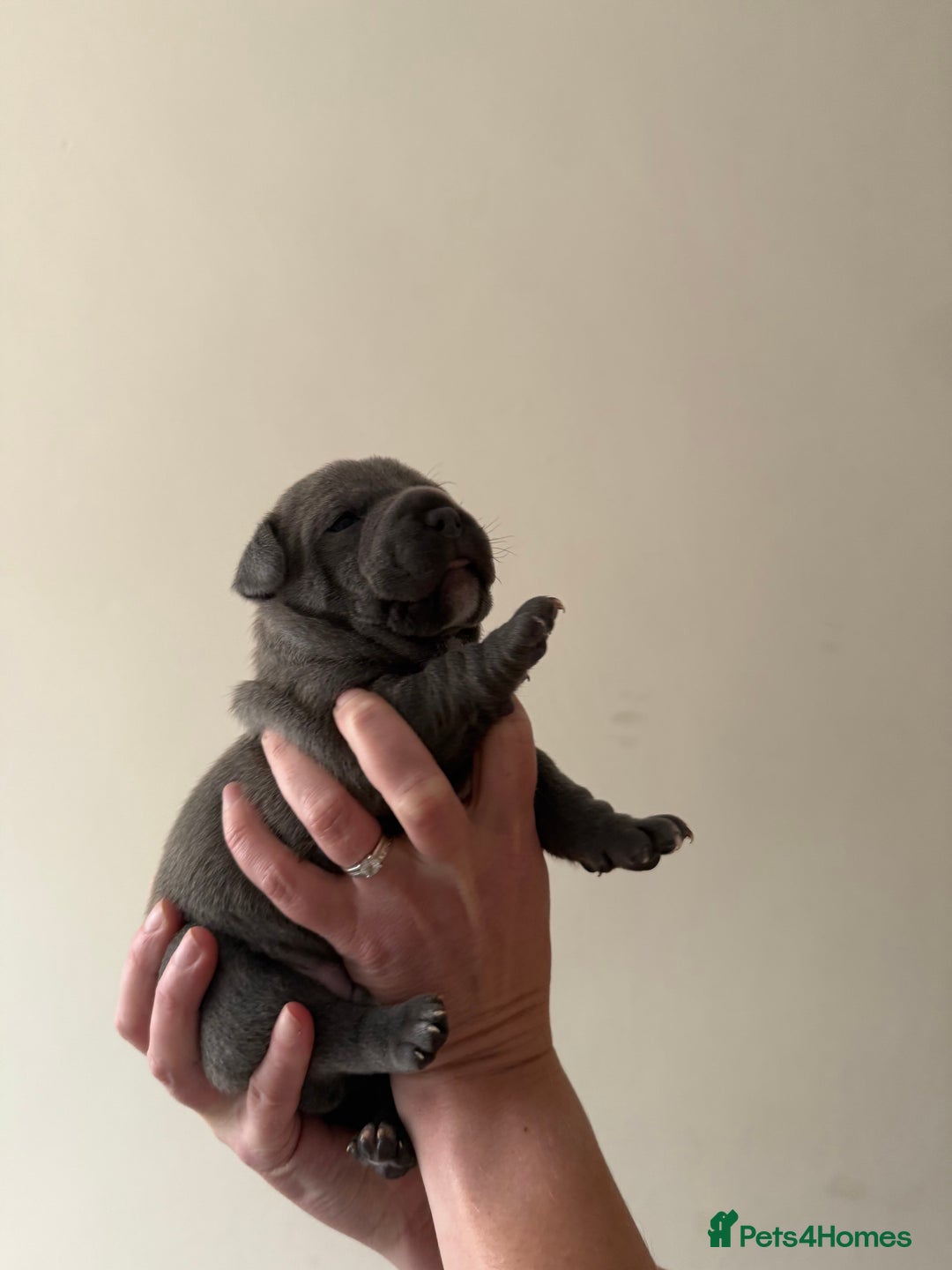 Staffordshire Bull Terrier dogs for sale: Blue Staffordshire bull terriers - Image 9